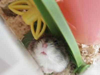 しわ47