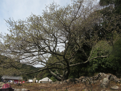 「天岩戸」の大島桜