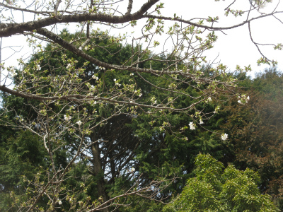 「天岩戸」の大島桜
