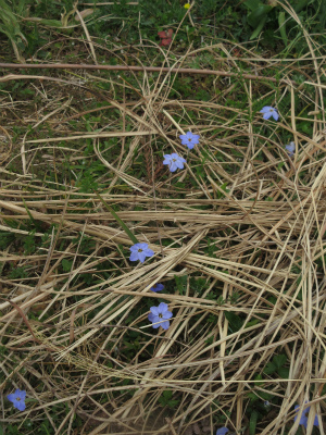 早春の花たち１