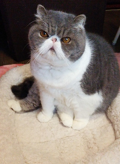 マシマロちゃん