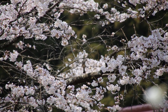 枝垂れ花桃とフレブル 9