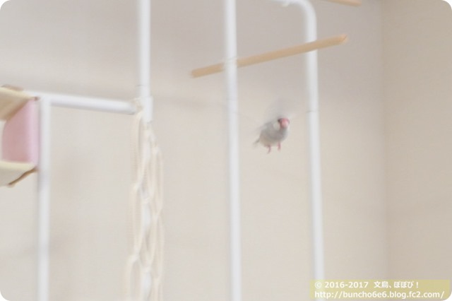 シルバー文鳥のネムイちゃんの写真