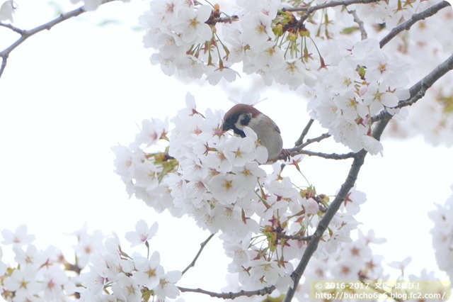 桜とスズメの写真