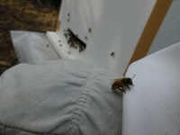 手乗りミツバチ（１）