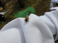 手乗りミツバチ（３）