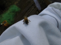 手乗りミツバチ（４）