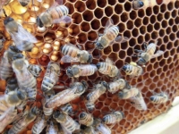 女王蜂健在♪花粉を運ぶ子も♪
