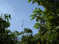 ミツバチの通り道を巧妙に狙って巣をかける蜘蛛