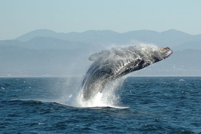 Jumping_Humpback_whale.jpg