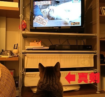テレビ好き