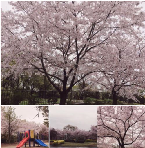 緑地公園　桜　花見　散歩