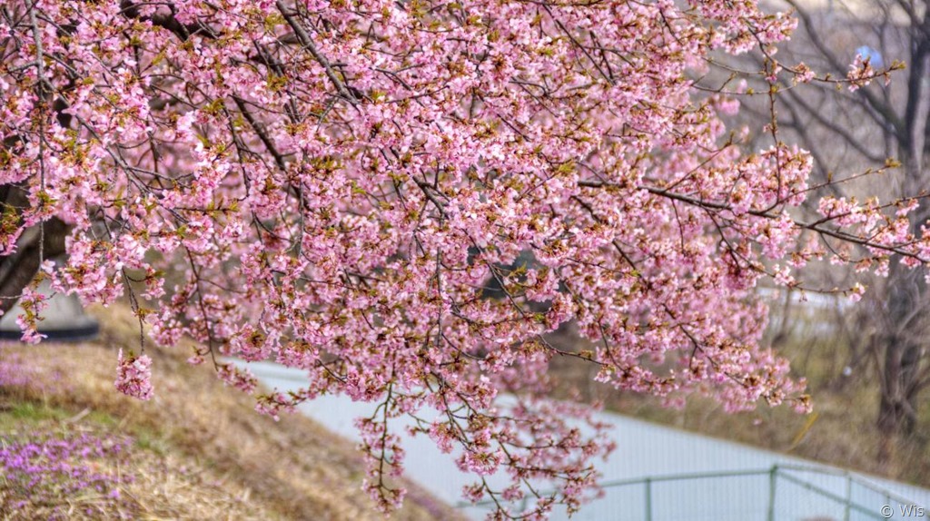 関東 河津 桜