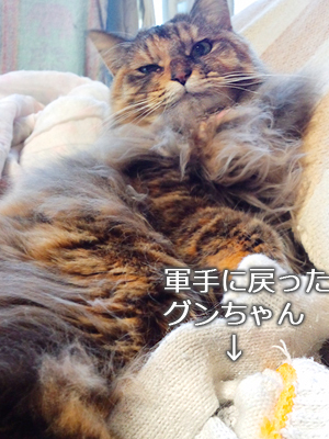 仙台の姫猫・あんずさん