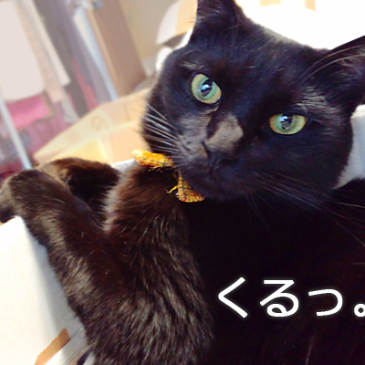 仙台の猫屋敷・黒猫の福助