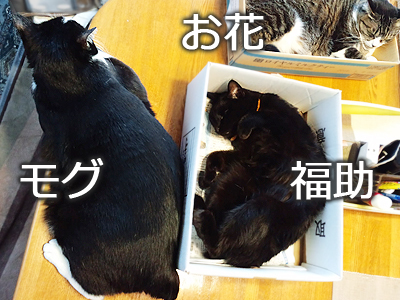 仙台の猫屋敷・モグｖｓ福助