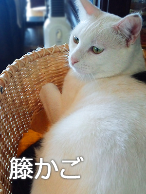 仙台の猫屋敷・白吉