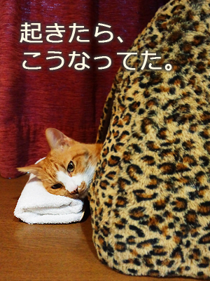 仙台の猫屋敷・ゆず丸先生