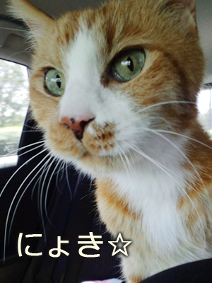 仙台の猫屋敷・ゆず丸先生