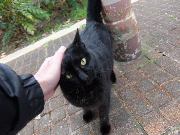 猫8