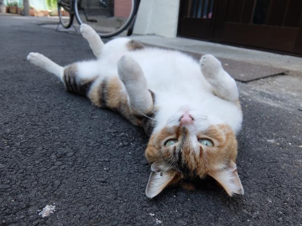 猫3