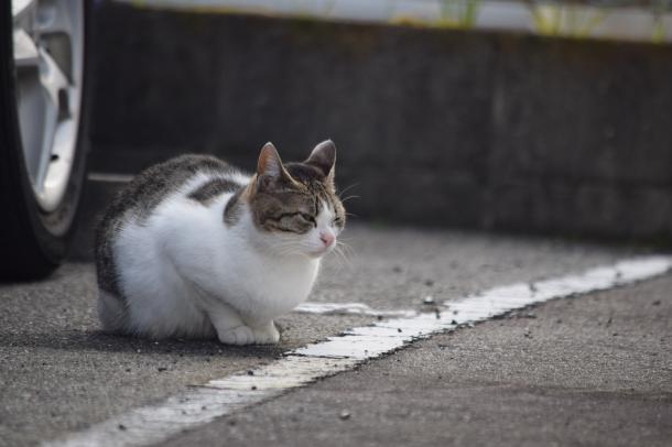 猫1