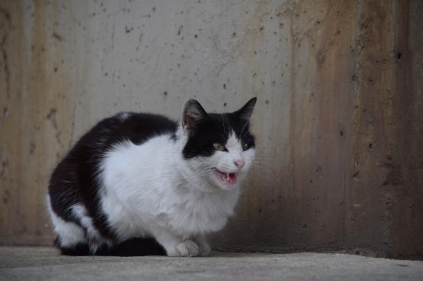 猫36