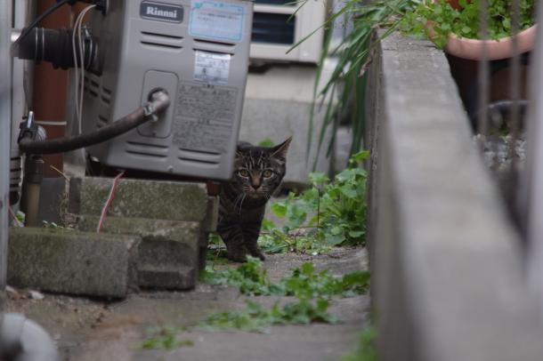 猫17