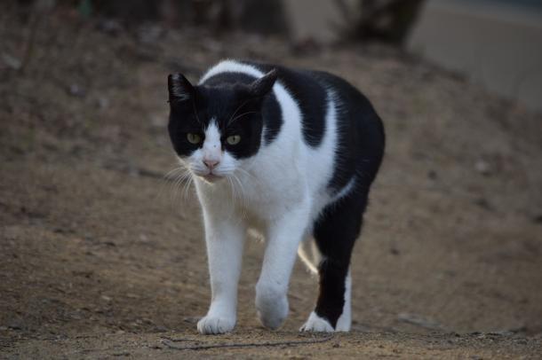 猫23