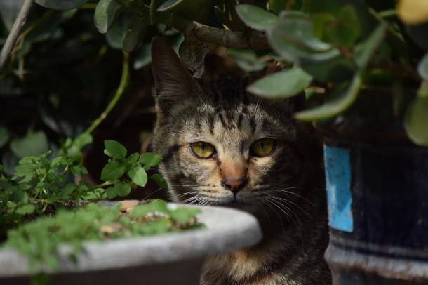 猫2