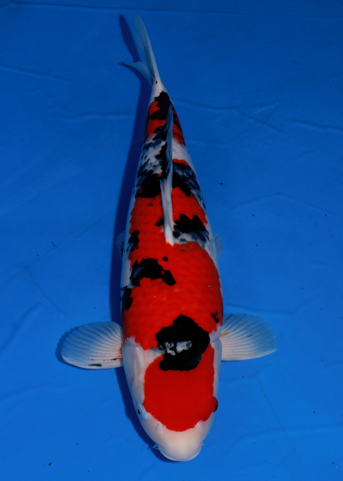 阪井三色 いい墨の鯉です、 53㎝メス 錦鯉 生産と飼育 ☆塩田鯉屋ブログ☆