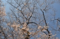 29６分咲きの桜