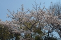 29前庭の桜