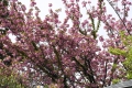 29八重桜