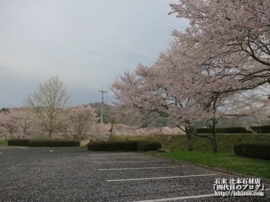 白竜湖の桜4