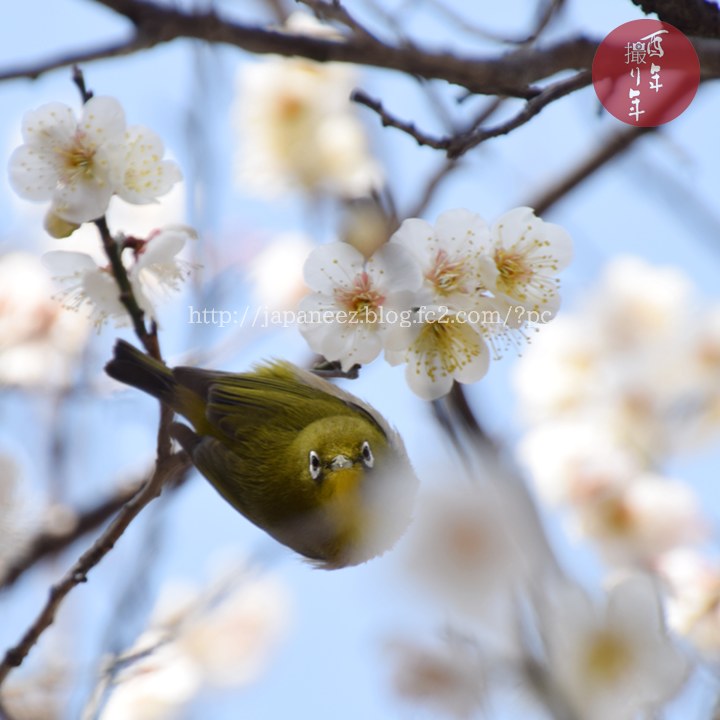 #BIRDER #birdWatching #wildBird #野鳥 #メジロ #白梅 #春の鳥 #greatNature #NaturePhoto #DiscoveryChannel #NationalGeographic #PlanetEarth #springIsComming #JapanGuide #DiscoverJAPAN #visitJAPAN #JapanPhoto