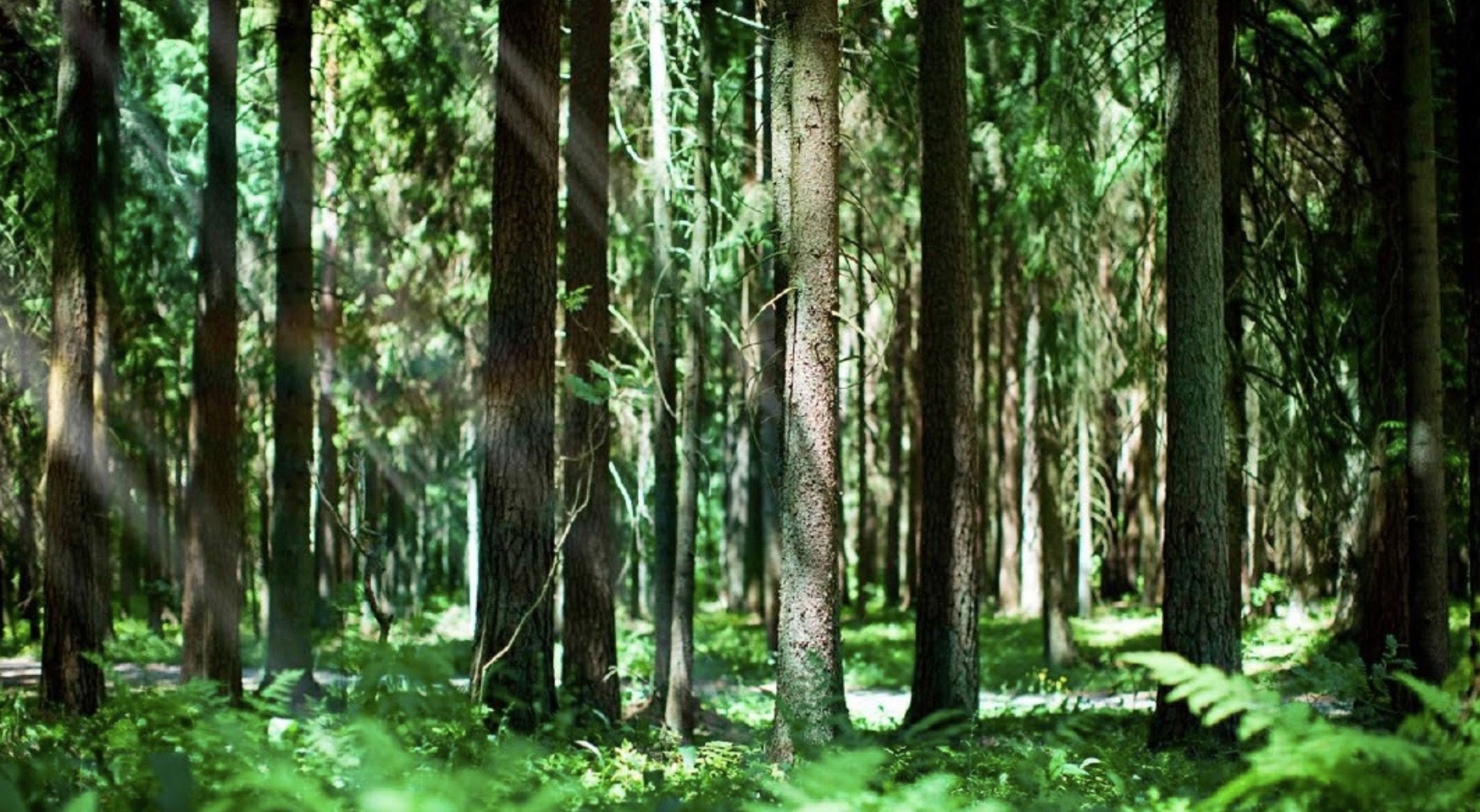 森林ファンド