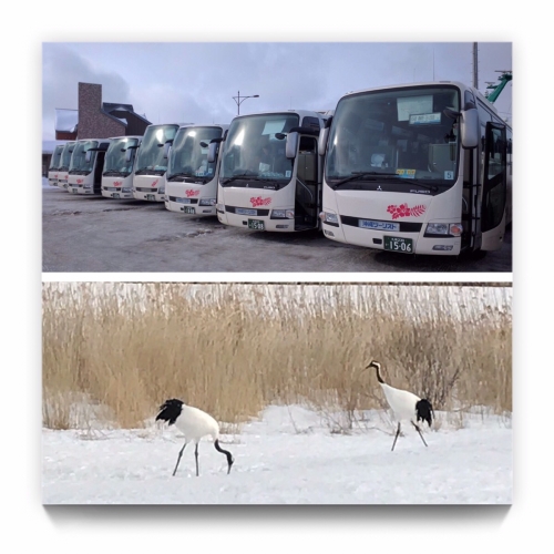 柳卓白い北海道ツアー2017in貸し切りバスと鶴