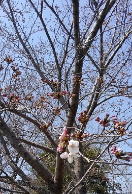 2017-04-04桜-1