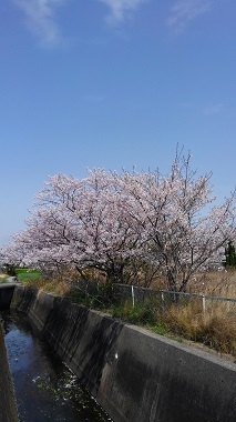 2017-4-12桜1