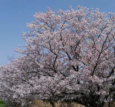 2017-4-12桜2