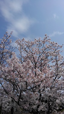 2017-4-12桜3