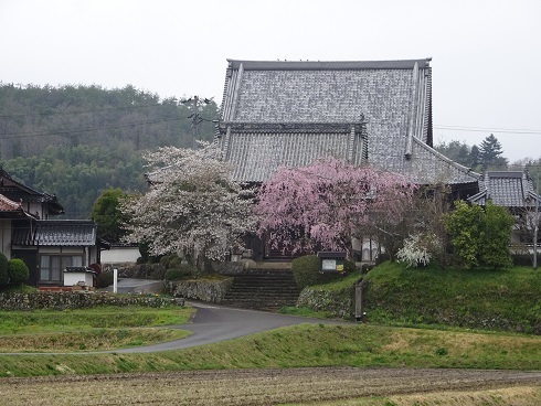 お寺と桜2