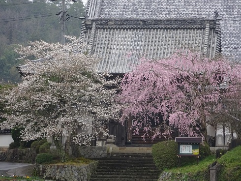 お寺と桜3