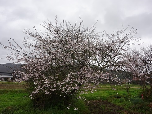 我家の桜2