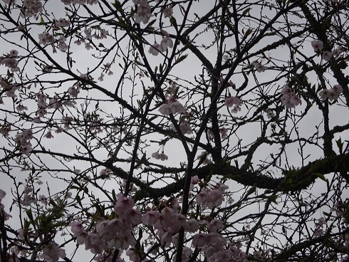 我家の桜3