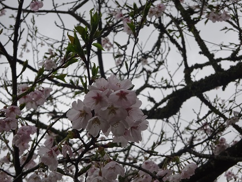我家の桜4