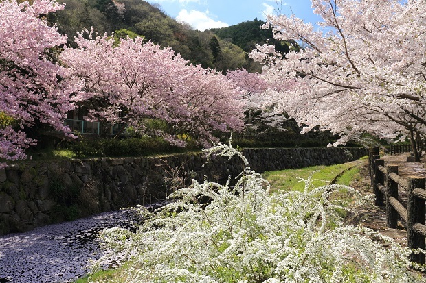 白鳥温泉　桜