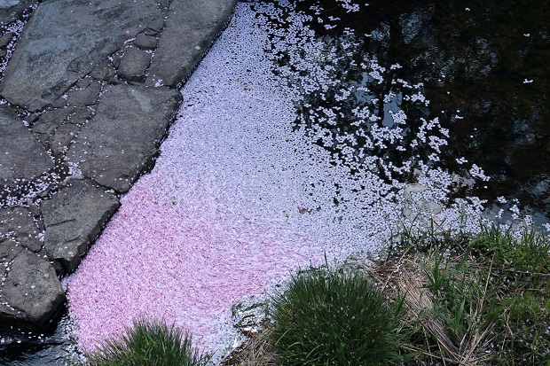 白鳥温泉　桜