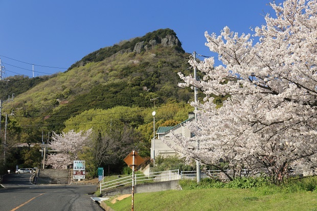 屋島神社　桜